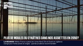 "Les années difficiles se rapprochent": les culture de moules et d'huîtres menacées en raison du réchauffement climatique