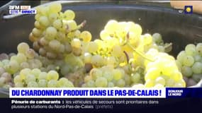 Hauts-de-France: du chardonnay produit dans le Pas-de-Calais
