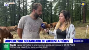 Arvieux: une soixantaine de vaches laitières