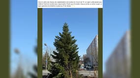Un sapin de Noël durable a été installé dans la ville d'Illkirch-Graffenstaden (Bas-Rhin)