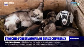 Saint-Michel-l'Observatoire: des beaux chevreaux pour du bon fromage