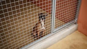 Un chien disponible à l'adoption est assis dans sa cage au nouveau refuge de la Société protectrice des animaux (SPA) à Gennevilliers, dans la banlieue nord de Paris, le 7 novembre 2024. 
