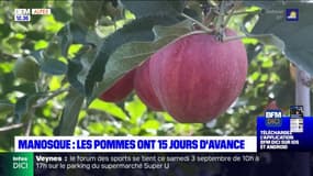 Manosque: la récolte des pommes a commencé avec 15 jours d'avance
