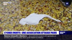 Cygnes morts dans le canal de l'Ourcq: l’association Paris Animaux Zoopolis porte plainte