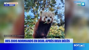 Normands: des zoos en deuil après les décès d'un lion et d'un panda roux