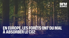  En Europe, les forêts ont du mal à absorber le C02 
