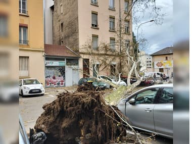 Un arbre s'est effondré ce vendredi 29 mars, dans le 7e arrondissement de Lyon, rue Pré-Gaudry