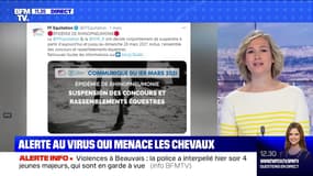 BFMTV répond à vos questions : Quel est ce virus qui menace les chevaux ? - 05/03