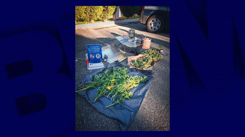 Les gendarmes ont saisi plus d'1kg d'herbe de cannabis à Saint-Julien-du-Verdon.