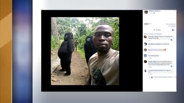 Le ranger Mathieu Shamavu avec deux gorilles du parc national des Virunga, en République démocratique du Congo.