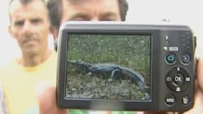 Un crocodile sème la panique en Crète.