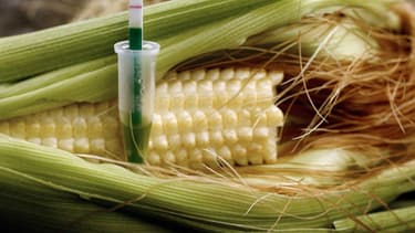 Un épi de mais génétiquement modifié par la firme Monsanto.