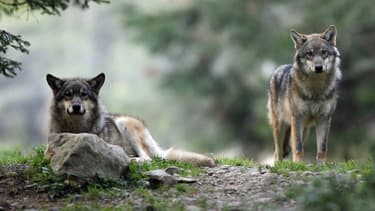 Photo de loups prise le 17 octobre 2006 à Saint-Martin-Vésubie (image d'illustration)