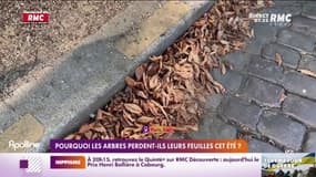 Pourquoi les arbres perdent-ils déjà leurs feuilles en été ? 