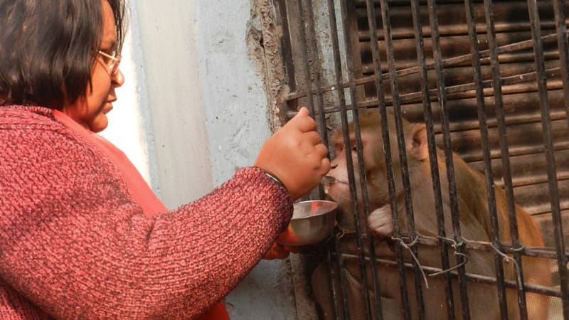 Le singe Chunmun possède sa propre chambre qu'il partage avec sa compagne Bitti Yadav.