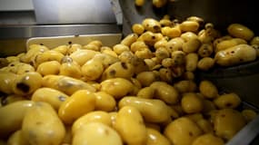 Vue de pommes de terre sur une ligne de production dans une usine (image d'illustration)