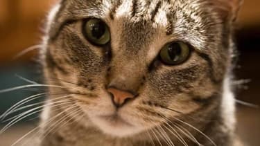La commission des lois de l'Assemblée a reconnu que les animaux comme "doués de sensibilité"