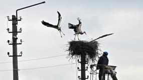 Un ouvrier restaure une ligne électrique à côté d'un couple de cigognes en train de nicher, dans la ville de Borodianka, au nord-ouest de Kiev, le 21 avril 2022.