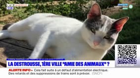 Bouches-du-Rhône: La Destrousse pourrait devenir la première ville labellisée "amie des animaux"