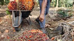 Plantation dans les environs de Kuala Lumpur. Plusieurs grands industriels et distributeurs membres de l'association RSPO (Roundtable on Sustainable Palm Oil) ont augmenté récemment leurs achats d'huile de palme certifiée "durable" face aux critiques visa