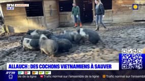 Allauch: un propriétaire abandonne 10 cochons vietnamiens après avoir vendu sa maison