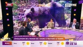 Evolution de l'image de l'ours à travers le temps