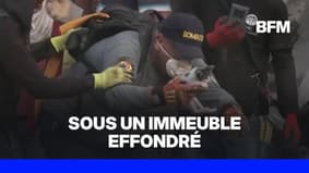 Colombie: un chaton sauvé des décombres causés par le séisme