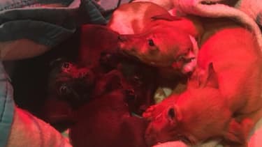 Les quatre chiots ont été retrouvés en état d'hypothermie.