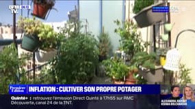 Même en ville et sans jardin, il est possible de cultiver son propre potager 