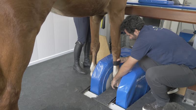 Cagnes-sur-Mer: la clinique vétérinaire pratique des IRM sur des chevaux, une première dans le département