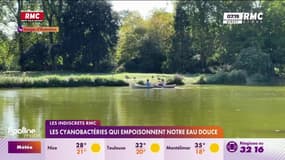 Record inquiétant de cyanobactéries dans les lacs et rivières françaises en 2024