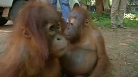 Sauvés de la contrebande, ces deux petits orangs-outans trouvent refuge dans un centre thaïlandais 