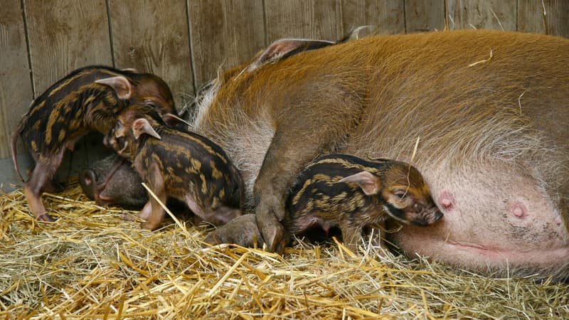 Quatre petits potamochères, au zoo d'Amnéville. 