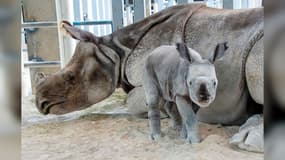 Akuti et son bébé au zoo de Miami. 