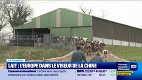 Lait : l'Europe dans le viseur de la Chine