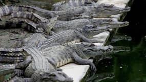 Des crocodiles au Vietnam (image d'illustration).