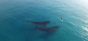 Un drone filme des baleines qui s’approchent d’un paddle 