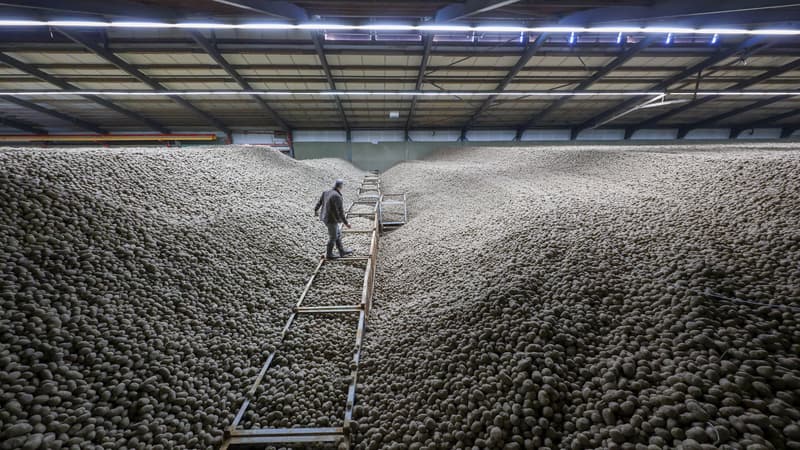 "L’idée de les jeter est difficile à supporter émotionnellement": à Berlin, une entreprise agricole distribue 4.000 tonnes de pommes de terre qu'elle n'arrive plus à écouler