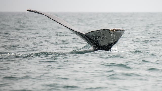 Une baleine observée au large du Pérou, en 2016 (PHOTO D'ILLUSTRATION)