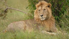 Un lion en pleine savane (Photo d'illustration).