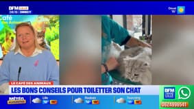 Le Café des Animaux: les bons conseils pour toiletter son chat