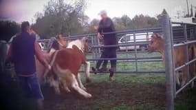 Un cheval est battu à la foire chevaline de Maurs, dans le Cantal