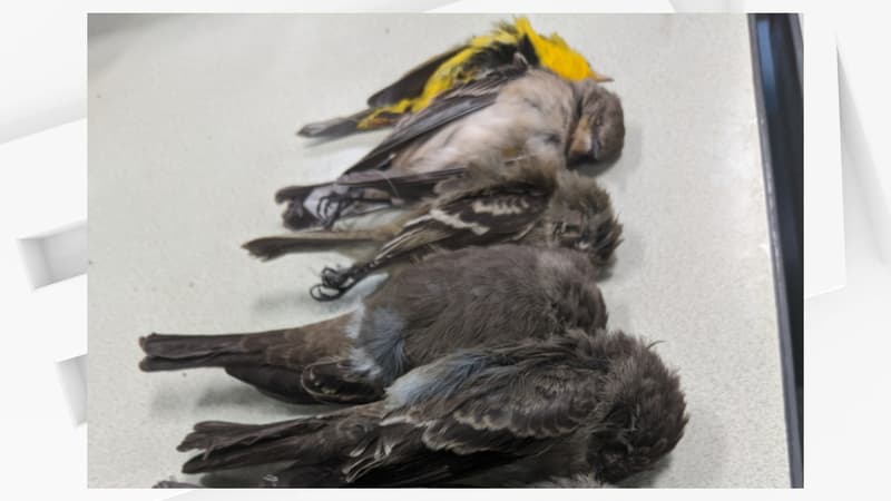 Les scientifiques n'ont aucune certitude sur les causes de la mort de milliers d'oiseaux au Nouveau-Mexique ces dernières semaines.