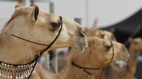 Des chameaux (photo d'illustration)