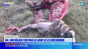 Alpes-de-Haute-Provence: un bélier mort après une deuxième attaque de loup en six mois 