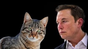 Le milliardaire américain Elon Musk et un chat