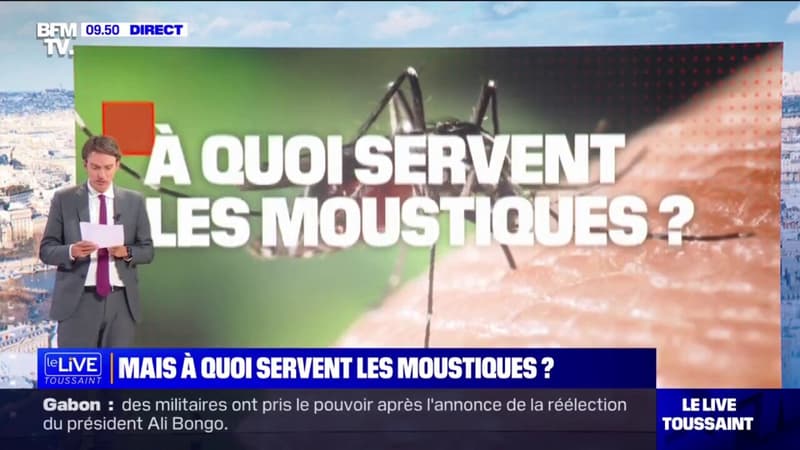 Après l'opération de démoustication menée dans le 13e arrondissement de Paris, la question se pose: à quoi servent les moustiques?