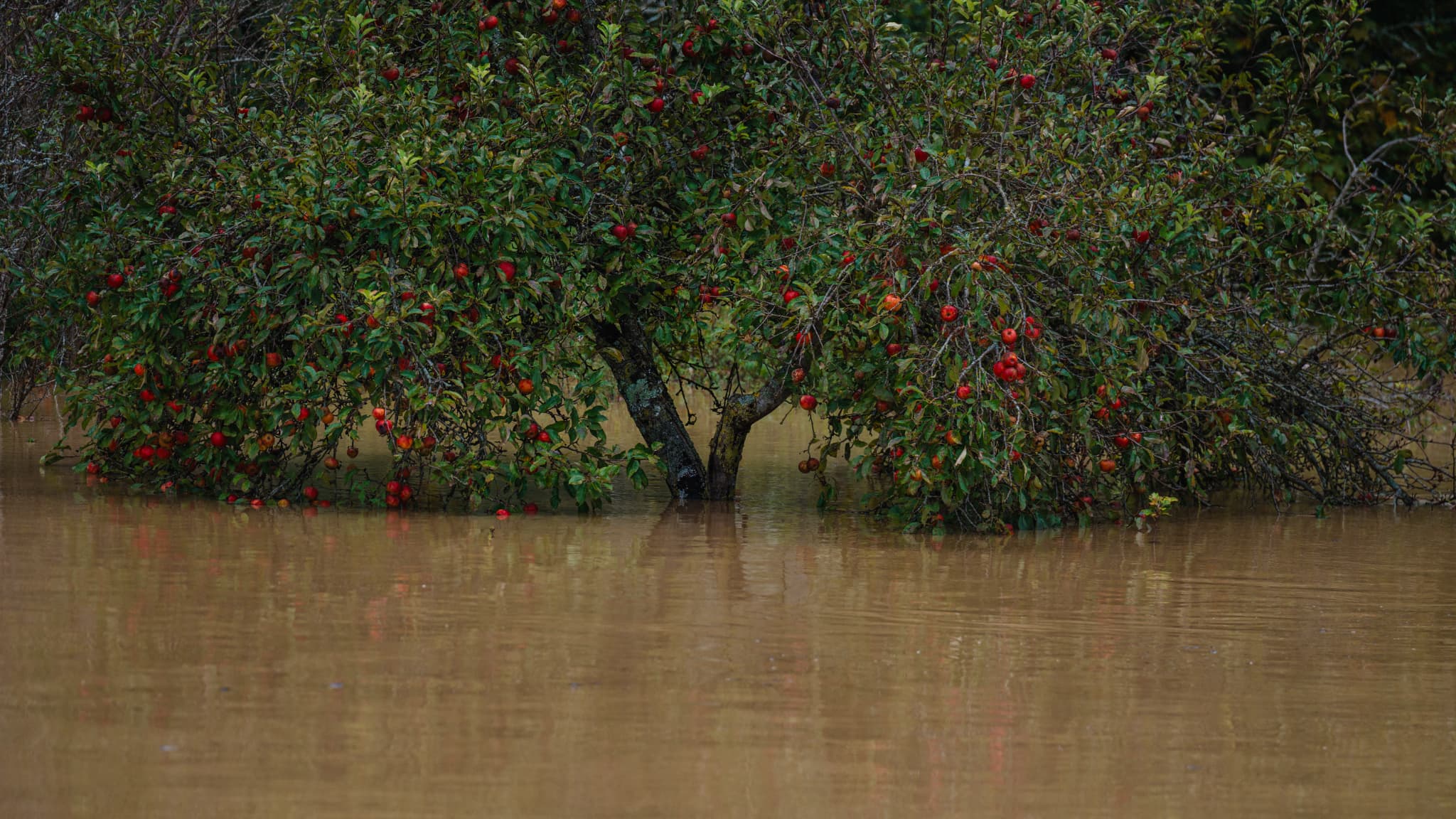 Un pommier dans un champ inondé près de Pommeuse, en Seine-et-Marne, après le passage de la dépression Kirk, le 10 octobre 2024.