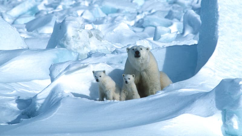 Des ours polaires photographiés en Alaska (États-Unis) en mars 2013.