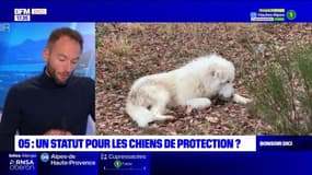 Hautes-Alpes: un statut spécial pour les chiens de protection?